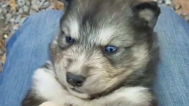 The puppy is so cute, let me press it for you.