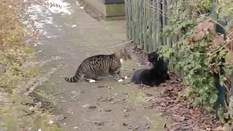 CAT FIGHTING FUNNY VIDEO