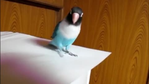 Funny parrot dance