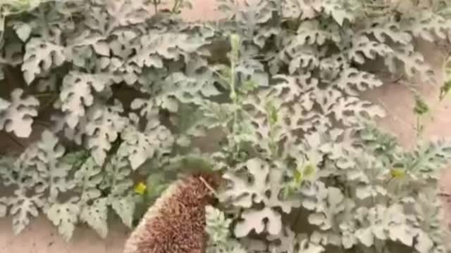 little hedgehog