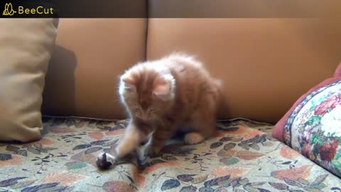 Little Kitten Playing His Toy Mouse