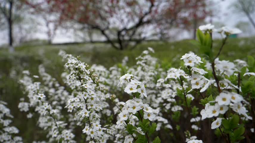 The petals of the flower are soft and elastic