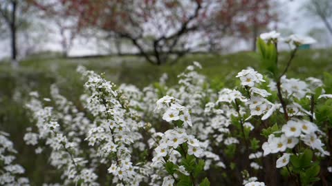 The petals of the flower are soft and elastic