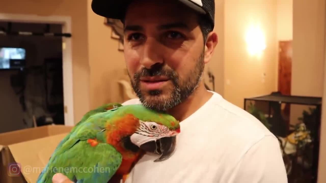 MY PARROTS FUNNIEST MOMENTS COMPILATION! (VOL #1)