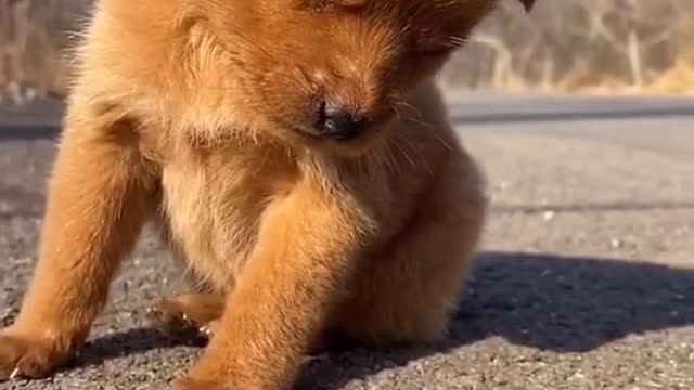 Funny Sleepy Dog