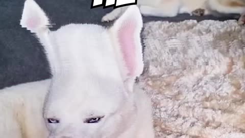 #Funny #Animals 😹
