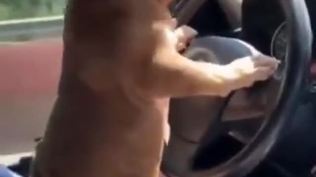 Beautiful Baby Dogs -Teaching My Dog How To Drive Videos Compilation #short