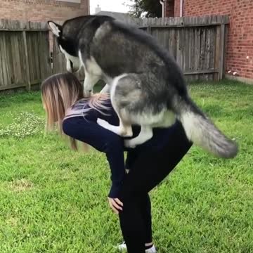 Time for practice for dog training