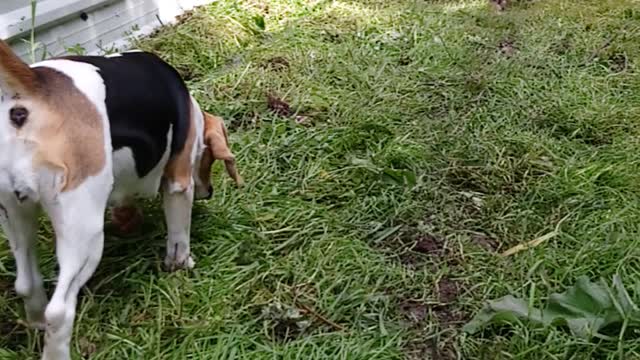 Beagle finds ox without counting