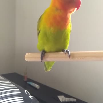 Sleepy Birb