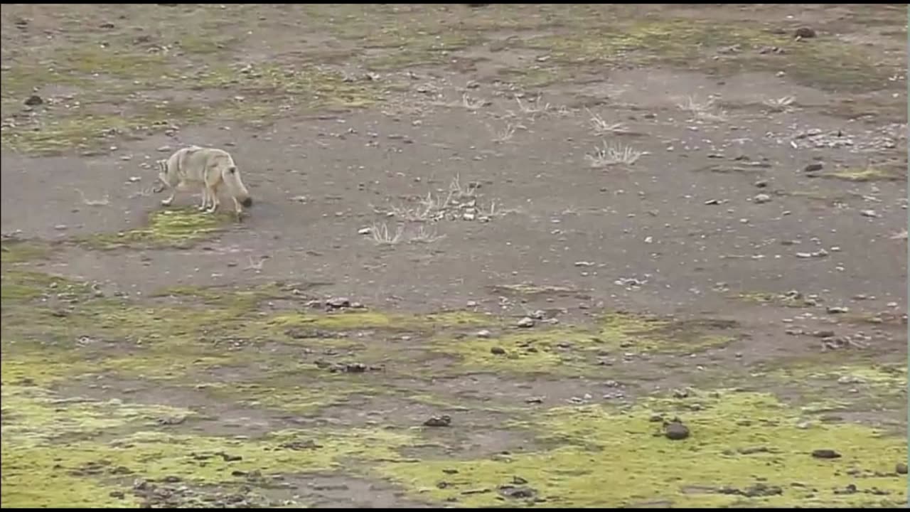 Large Grey Wolf AT Yellowstone, Old Faithful (Must Watch!) Wolf Moon