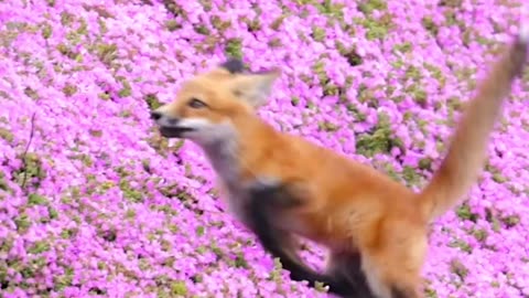 Red Fox full of energy,