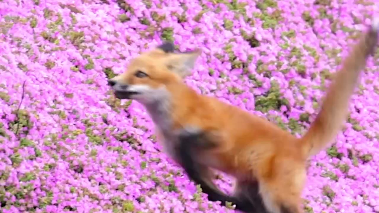 Red Fox full of energy,