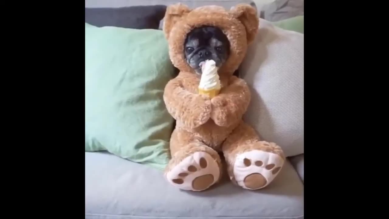 Best Of Funny Animal Videos