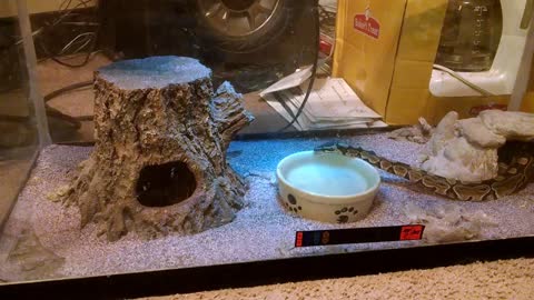 Thirsty Ball Python