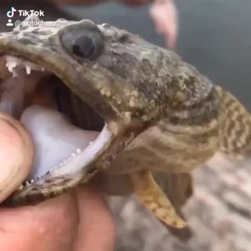 Nasty looking toadfish I caught on pier in Crystal River