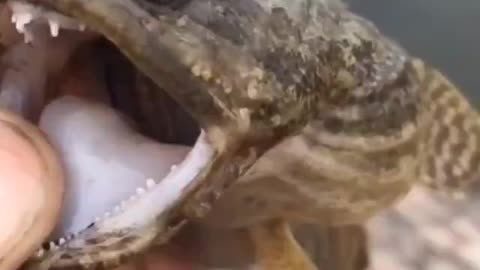 Nasty looking toadfish I caught on pier in Crystal River