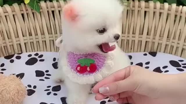 Cute Dog