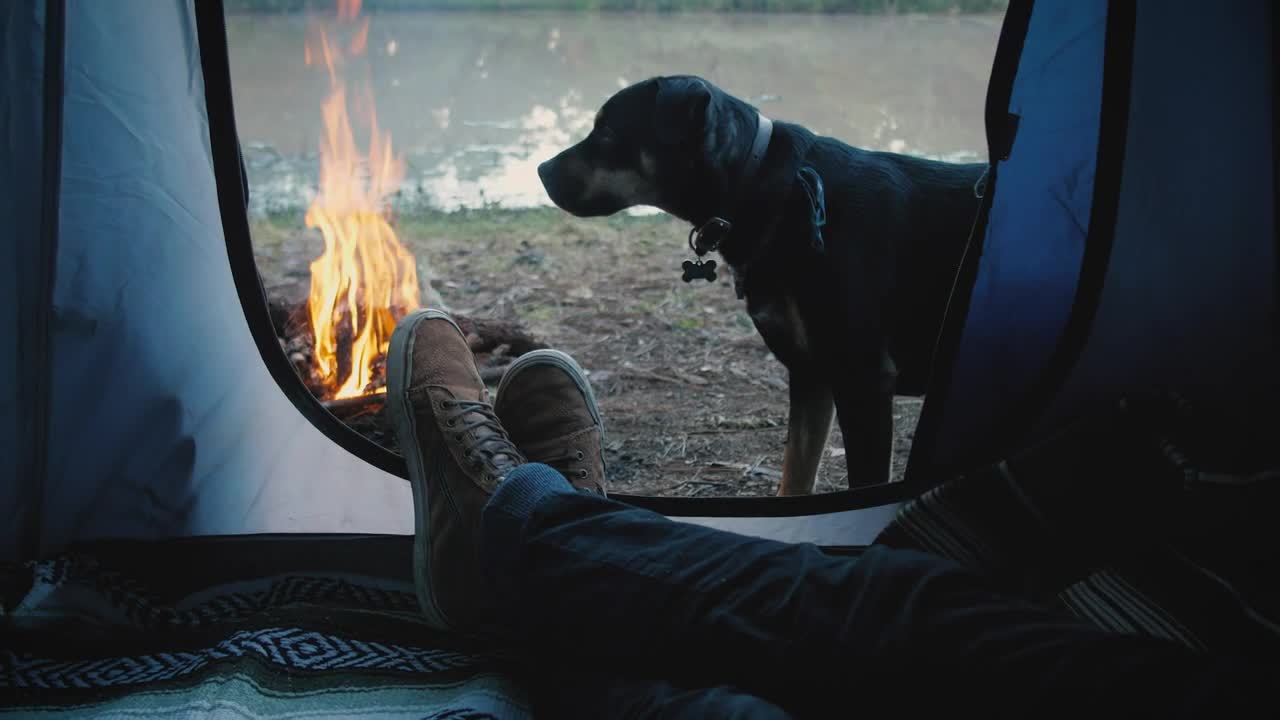 Dog video | Funny dog video 2022 | #short #dog #2022dog #new dog