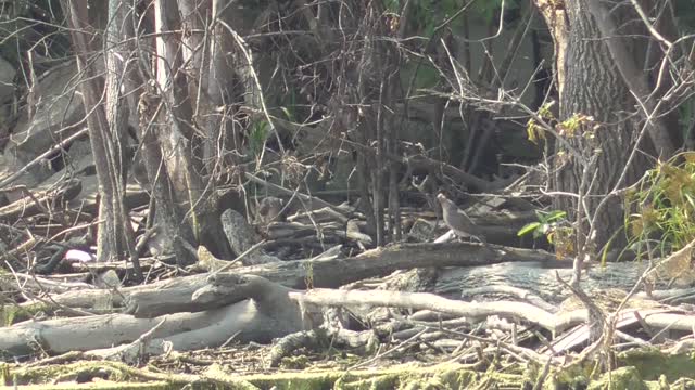 344 Toussaint Wildlife - Oak Harbor Ohio - Heart Warming Doves Being Cautious