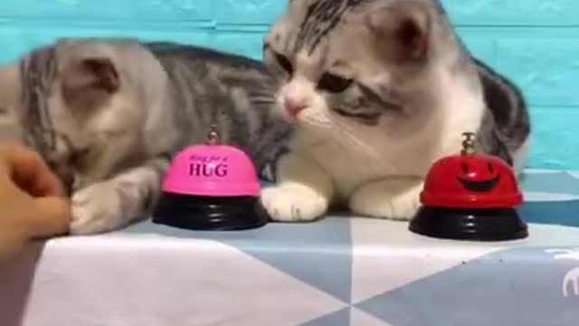 Cats Ordering Food