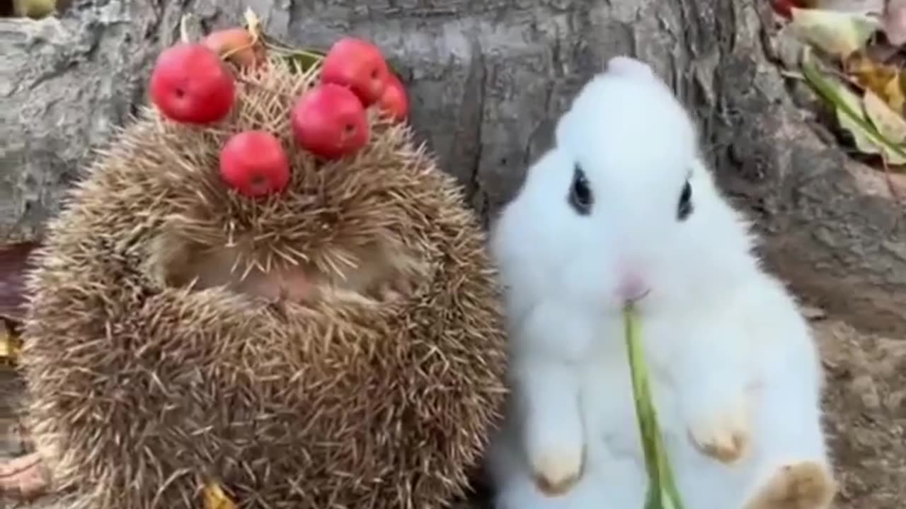 Cutest rabit ij jungle finding food 😍😘my pet gallery