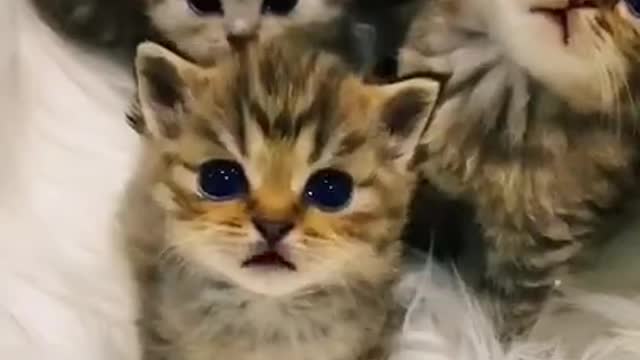 Cute baby cat ..