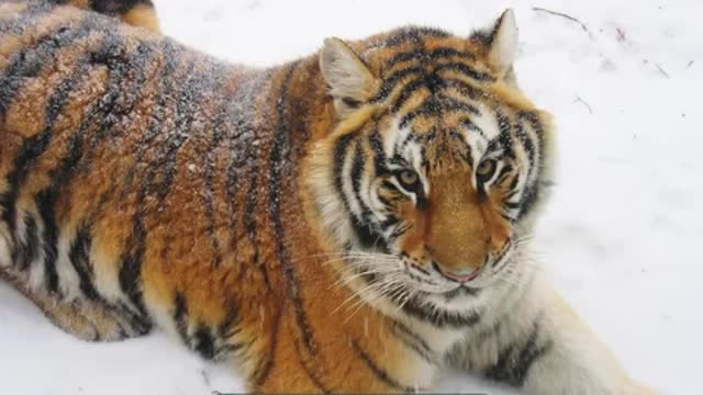 Siberian Tiger Picture -- an Informational Video