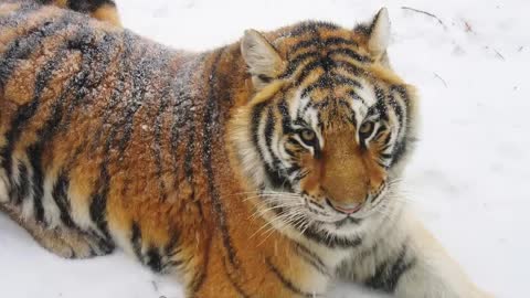 Siberian Tiger Picture -- an Informational Video