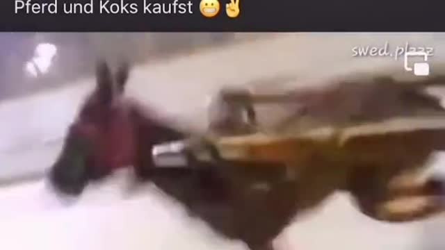 Donkey under speed