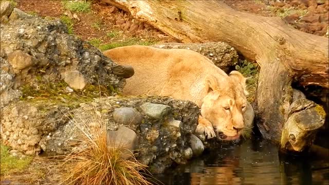 Lioness drinking water