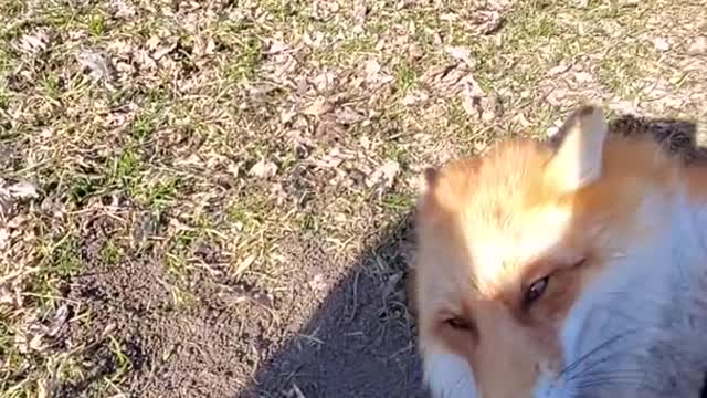 Mischievous Fox Steals Camera While Owner Turns Her Back