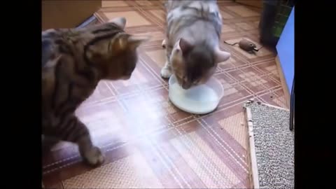 FUNNIEST CATS COMPILATION! A MUST SEE CATS BABY!