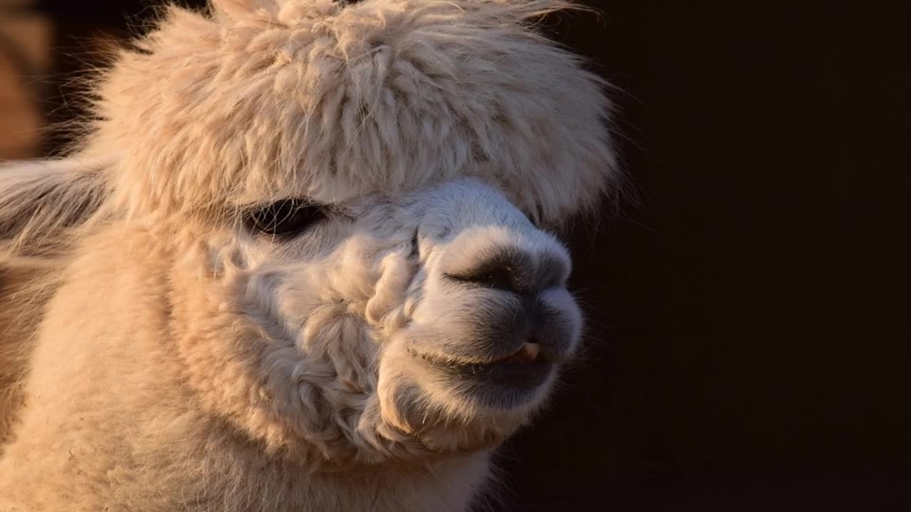 Close Look To male Sheep