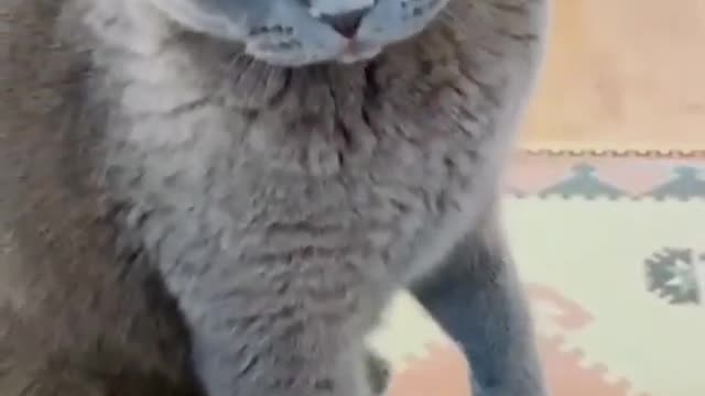 An angry cat refuses to be touched by a funny man.