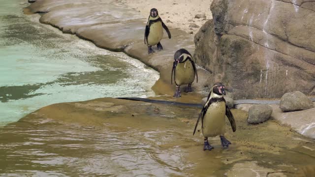 Penguins in a beautiful water pool