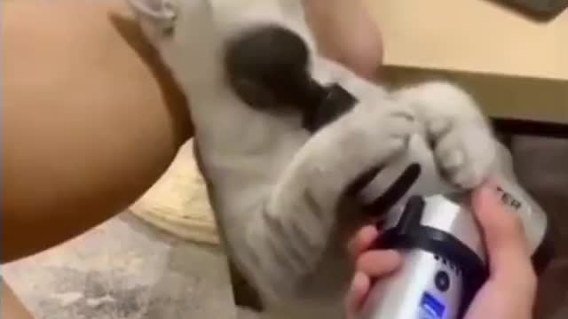 cat having cool massage