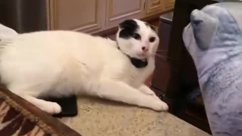 Cats funny 😂