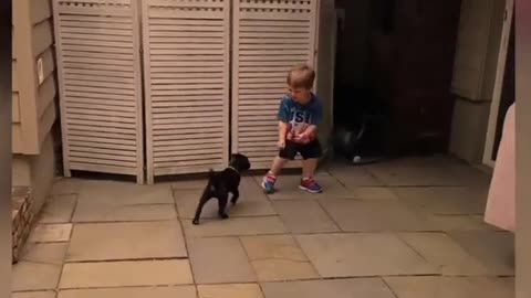 Try Not To Laugh - At This Super Funny Dogs