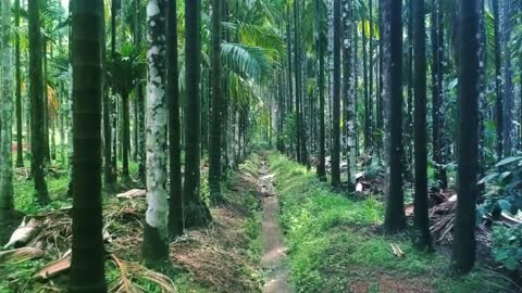 Beautiful Forest taking you to the nice view