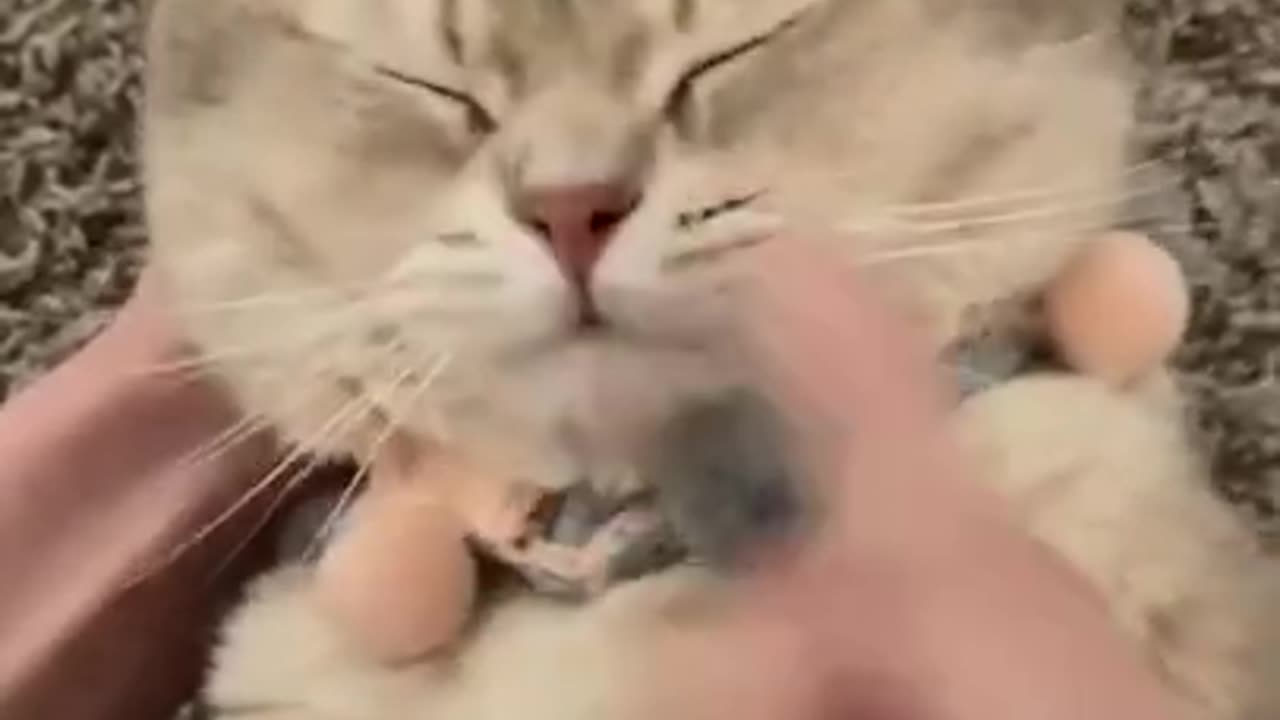 funny cat videos on the phone