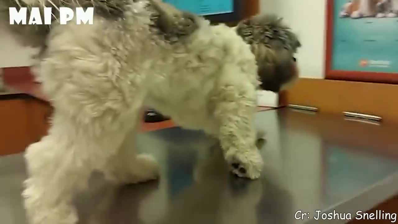 Funny Dogs Reaction To Vet 😆 You ll LAUGH more than you should!