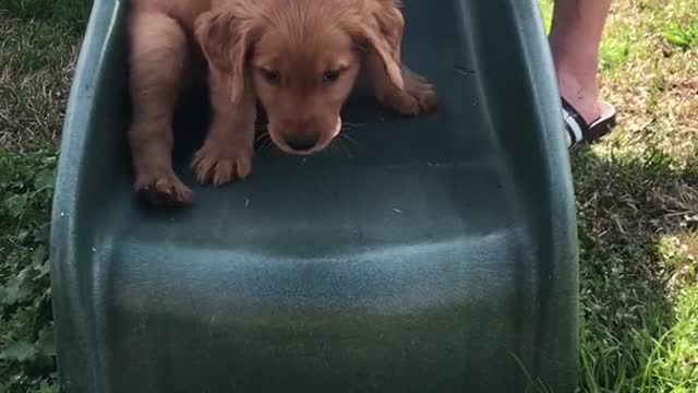 Small brown puppy going down dark blue turquoise slide