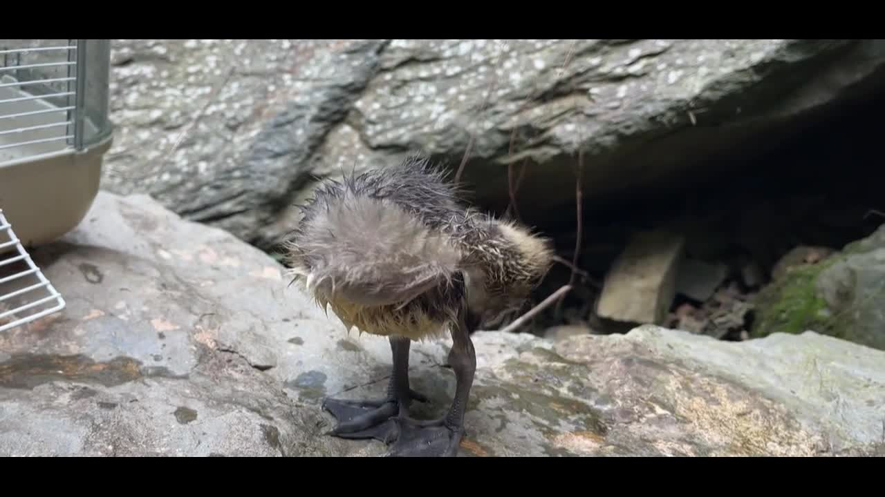 Duck-