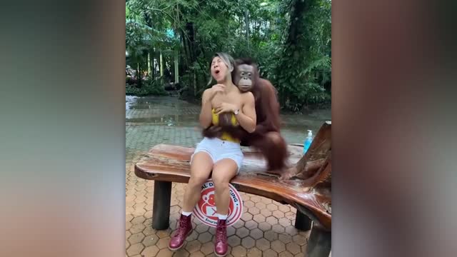Moments of Animal Genius That Will Amaze You - orang utan