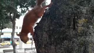 La noble labor de alimentar a las palomas de Bucaramanga durante la cuarentena