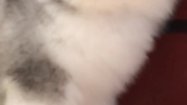 Funniest and Cutest Puppies