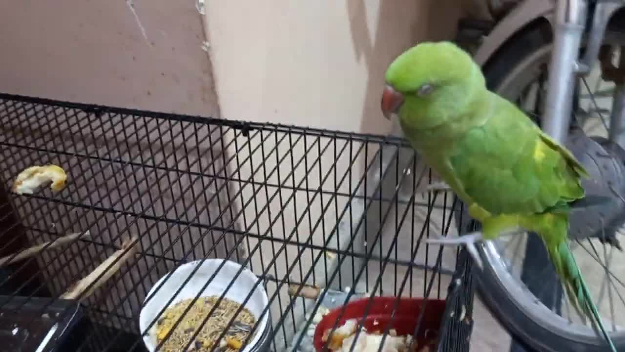 So Amazing Video Of Talking Parrots On Cage