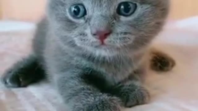 Amazing gray kitten with blue eyes.very nice kitty 😃😃