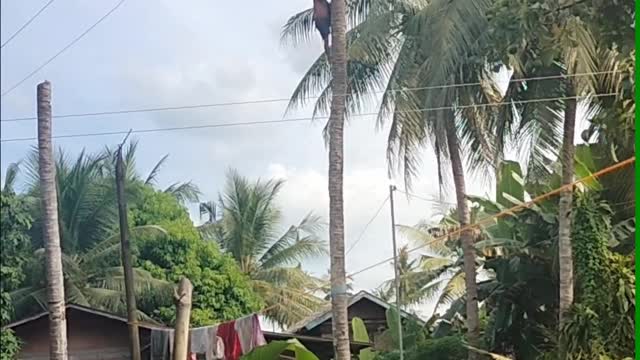 Pilot in the coconut tree